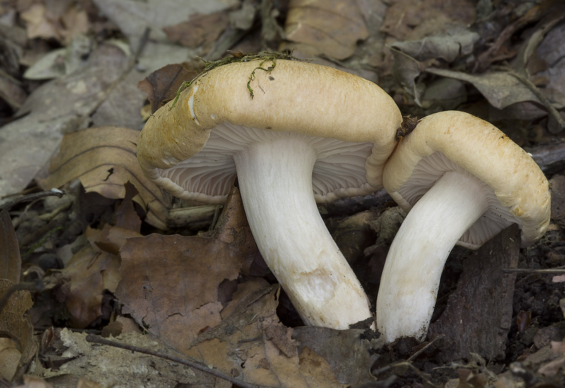 Hygrophorus nemoreus